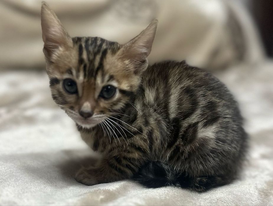 Бенгальские котята