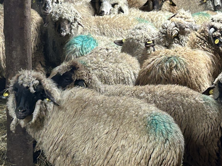 Vând cârlane 29 bucati