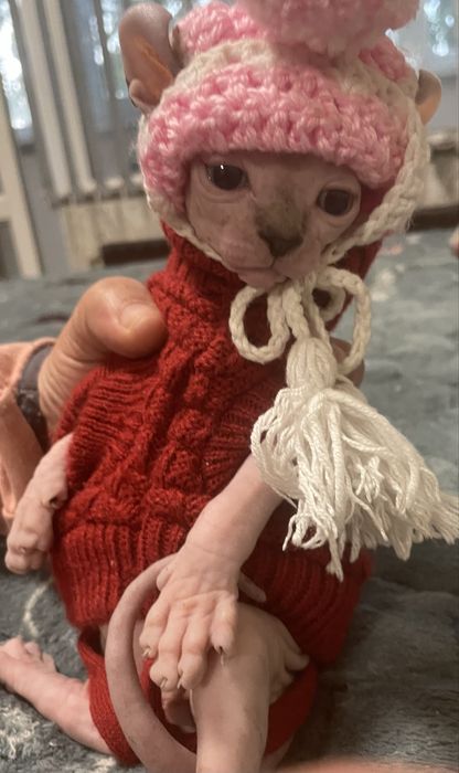 Котенца канадски сфинкс и елф