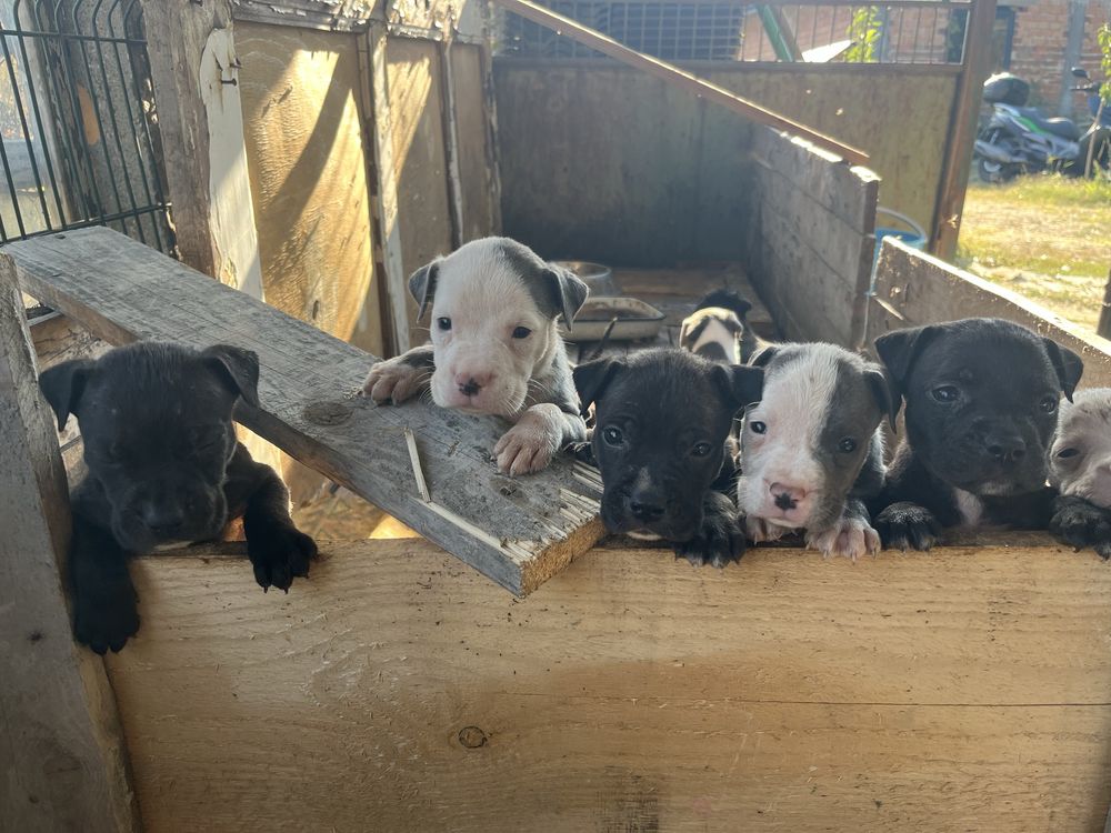 American bully standart