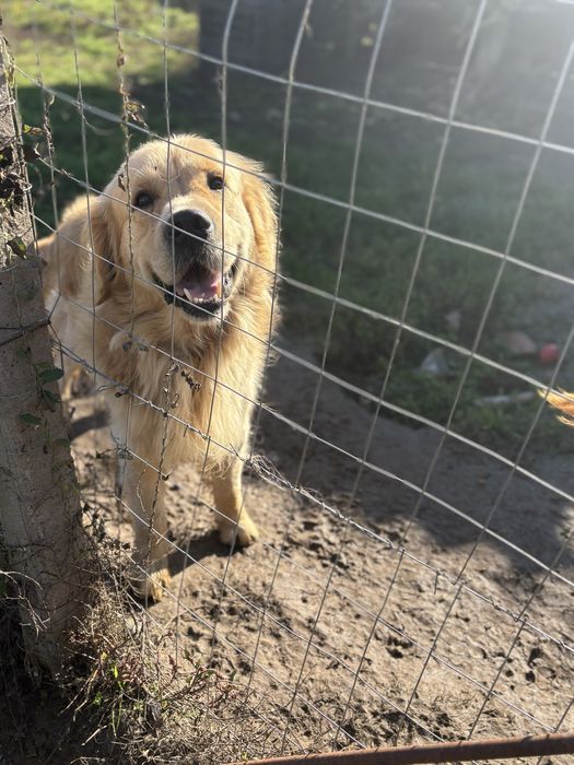 Бебета голдън ретривър