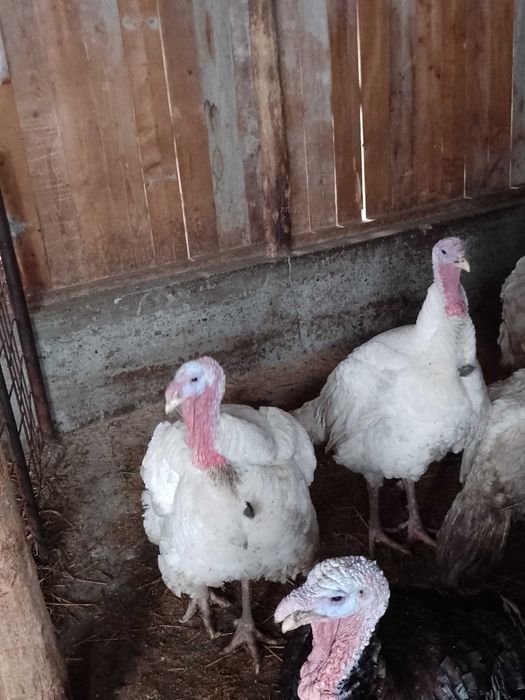 Curci și curcani de vânzare