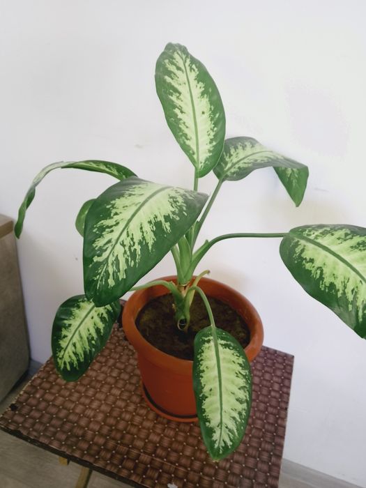 Цветок Дифенбахия