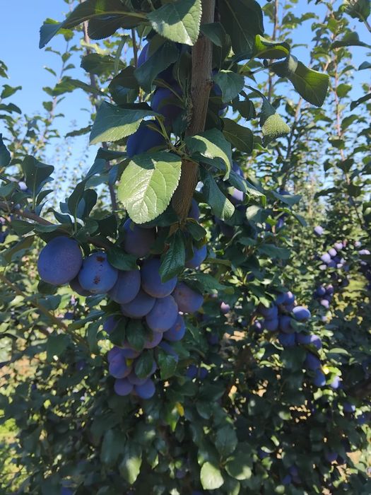 Vând prune diferite soiuri pentru țuică