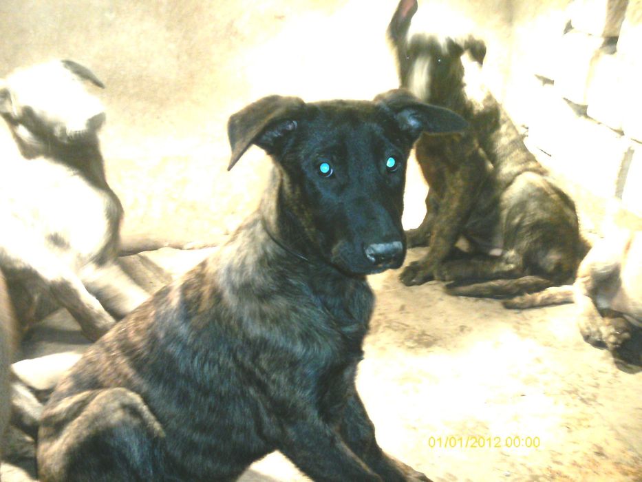 Белгийска и холандска овчарка