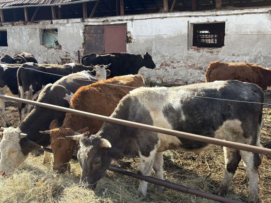 de vanzare vaci tinere si tauri