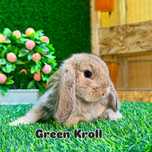 KARLIK QUYONLAR . Карликовый кролик