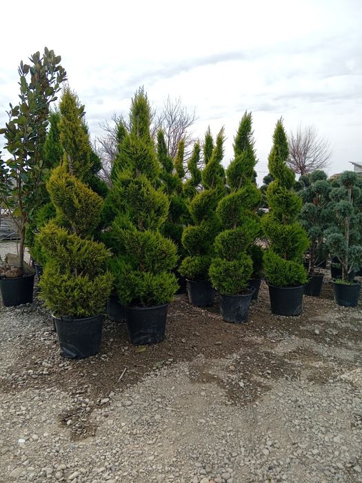 Plante ornamentale diferite specii și dimensiuni