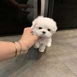 Bichon maltez mini toy