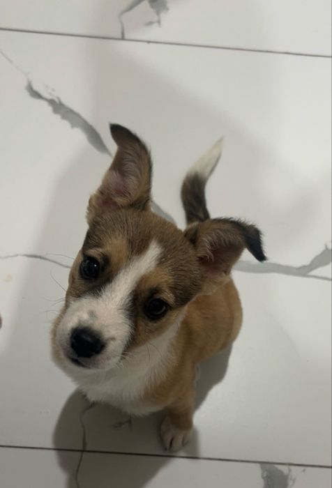 Отдам щенка пожилой паре или одному человеку