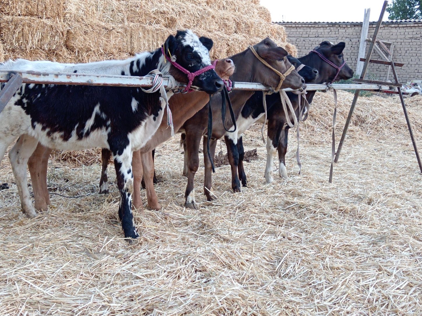 Buzoqlar sotladi 7 milondan 9 milongacha