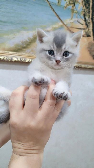 Scottish fold winwilla