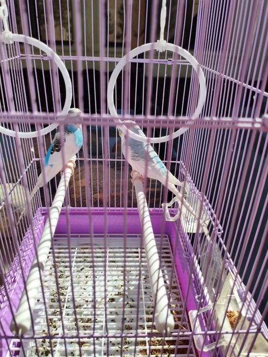 Попугаев в комплекте