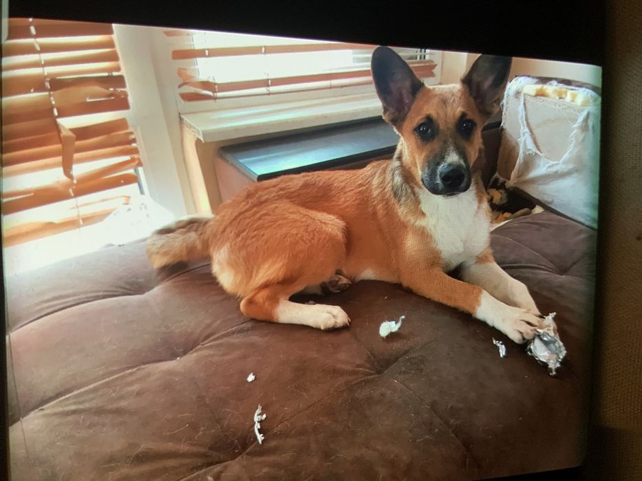 Белгийски овчарки мъжка и женска.