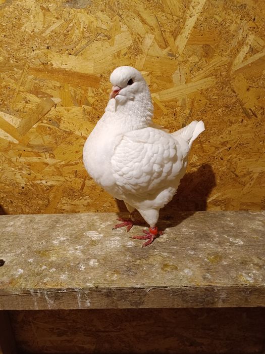 De vânzare porumbei king