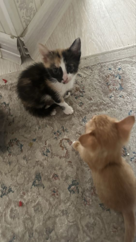 Кошка, Котята мысықтар