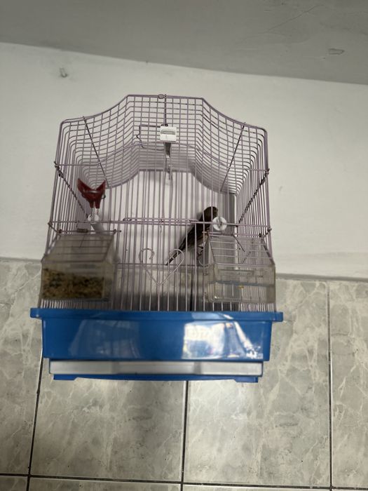 Vand sau schimb bastard se pietrusel cu canar