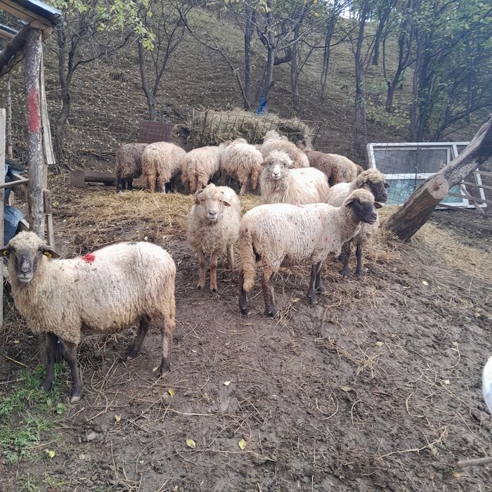 Vând 20 de oi mai bătrâne.