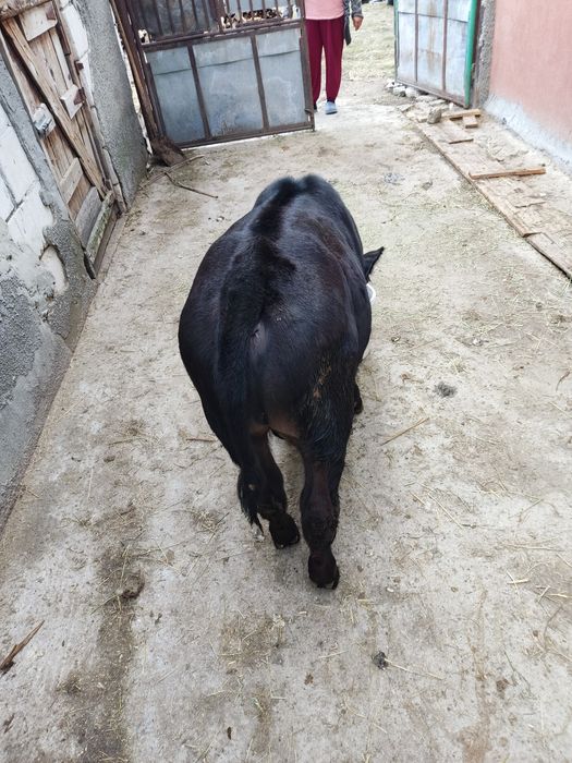 Vitel ANGUS -  Albastru belgian