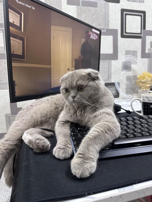 Shatlandski fold 1yosh qiz soglom