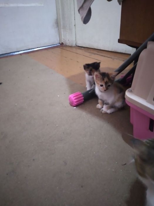 Котята в добрые руки!