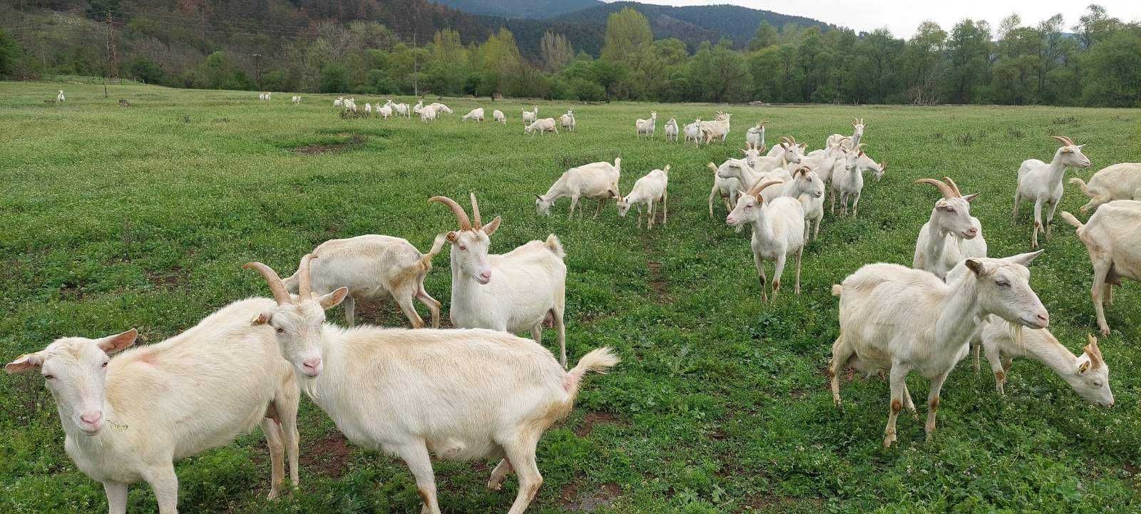 Продавам кози порода  "Саанска" закупени от Австрия.