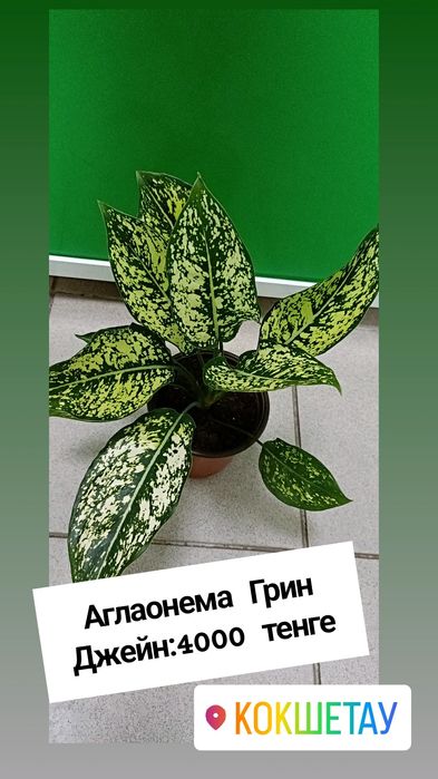 Аглаонема в наличии:4000 тенге