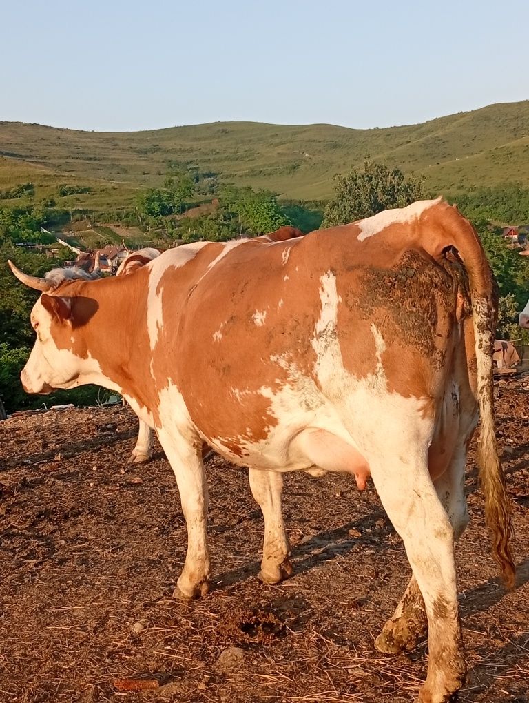3 junici se dau Dârlos jud sibiu