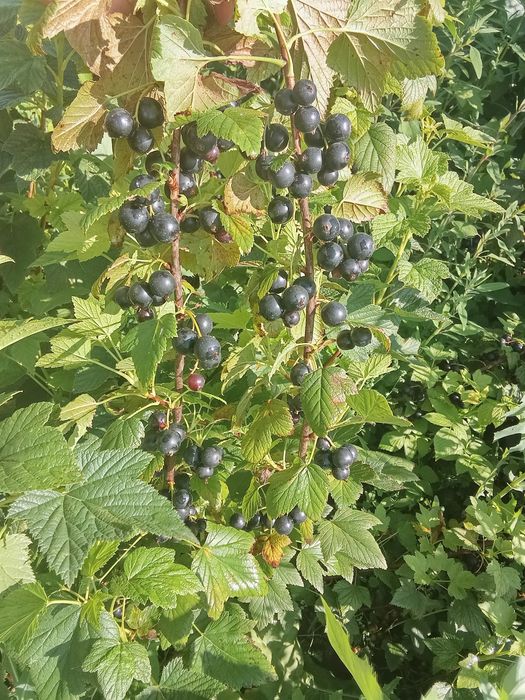 Саженцы чёрной крупной смородины,красной и белой.