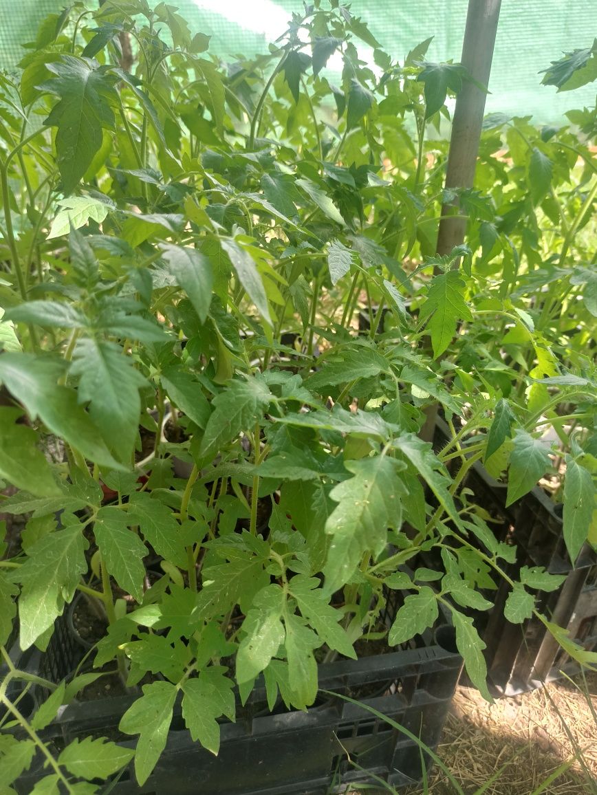 Продавам разсад домати