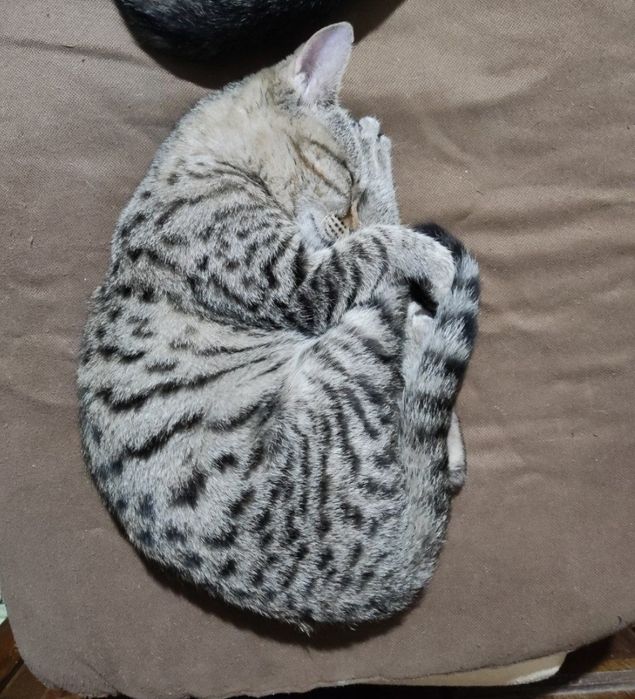 Кот. В добрые руки!