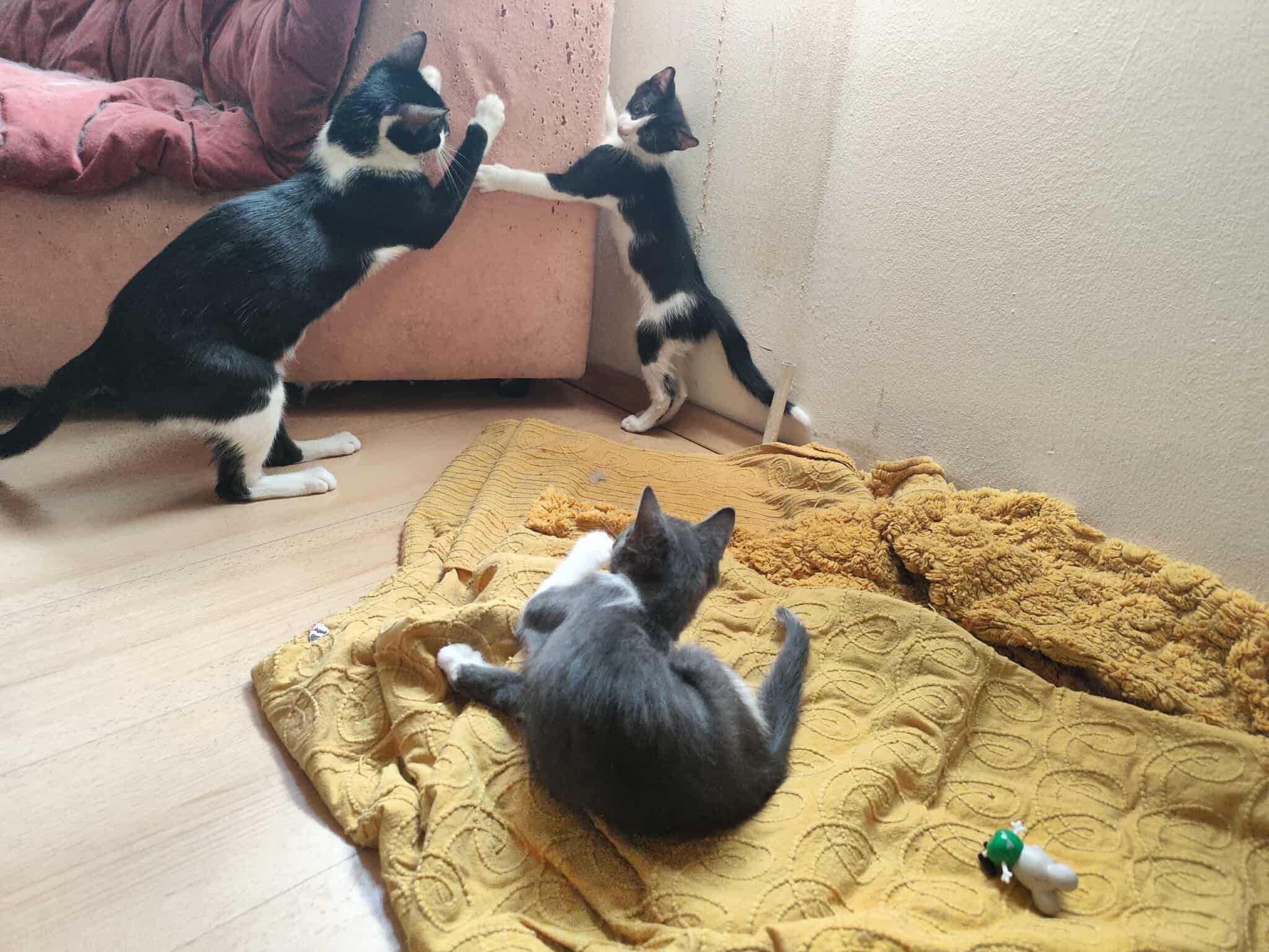 Две мъжки котета си търсят обичащ и грижовен стопанин! :)