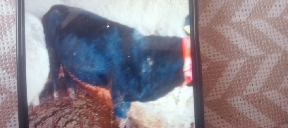 Соғым сыйыр келіп көріңдер