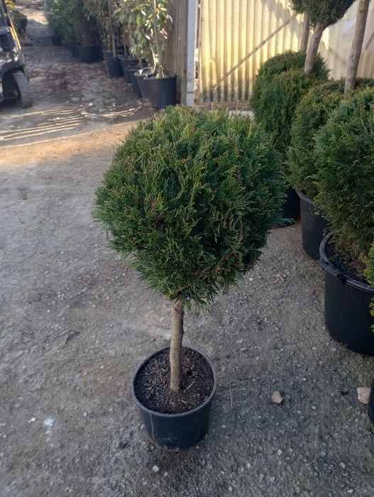 Plante ornamentale pentru amenajarea grădinii
