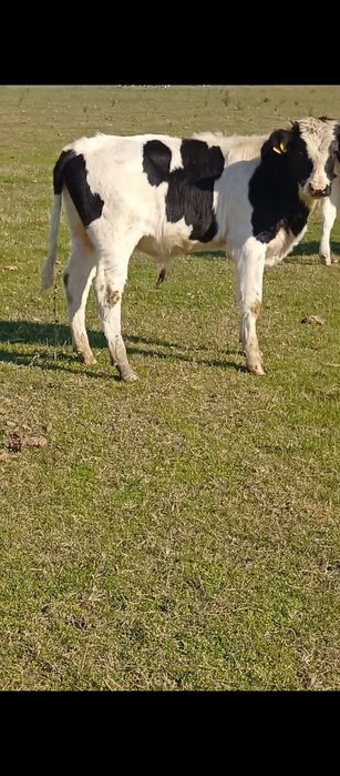 Vând 6 tăurași și 4 vitele Bragadiru Teleorman