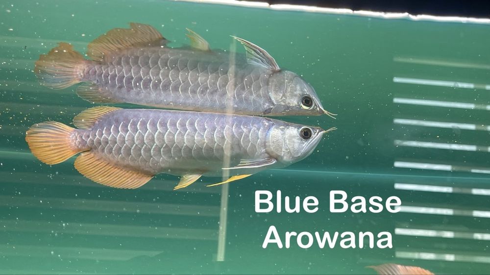 Премиум Арованы! Premium Arowanalar! (Аравана, Aravana, Арована)