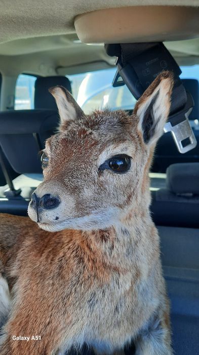 Препариран трофей. Сърна
