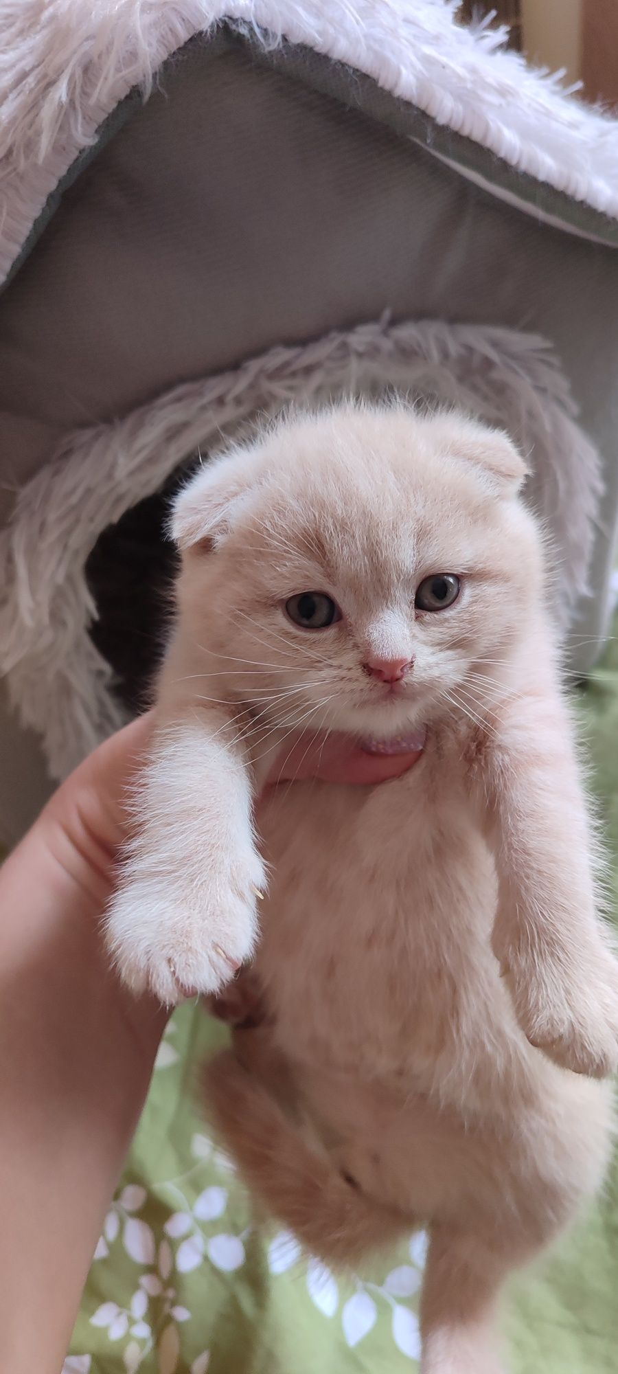 Продаются котята