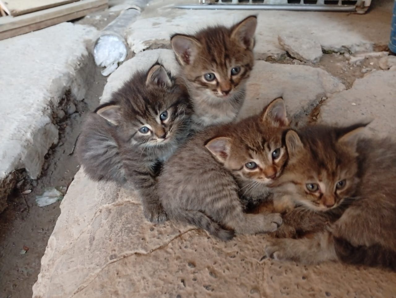 Котята бесплатно