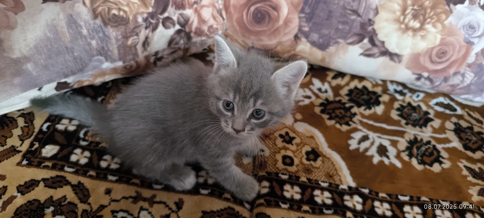 Вислоухие котята скотиш страйт