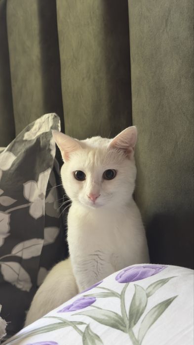 Отдаю в очень хорошие руки