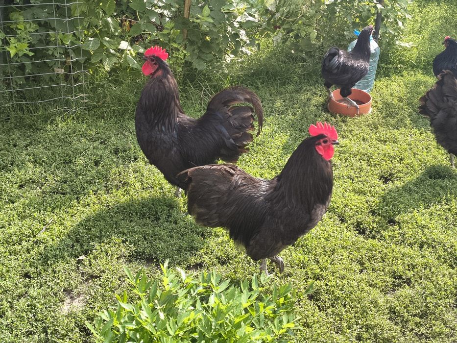 Vând sau schimb 3  rățoi indieni alergători și 3 cocosi australorp