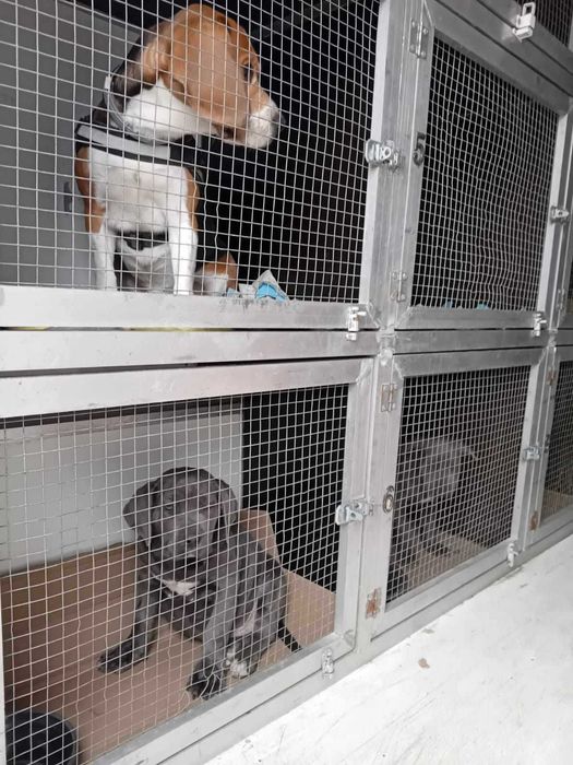 transport animale caini si pisici