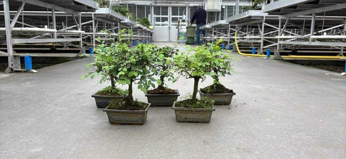 Japanese Elm bonsai - bonsai de interior