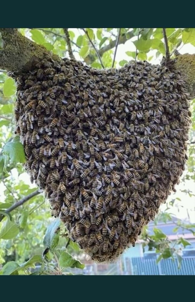 Пчелни отводки на 3 и 4 рамки