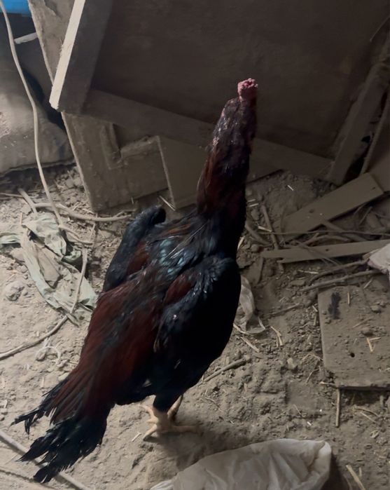 хорозлар сотилади