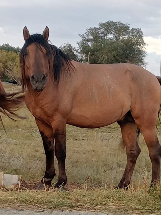 Жеребец Мугалжарской породы  цена  договорная