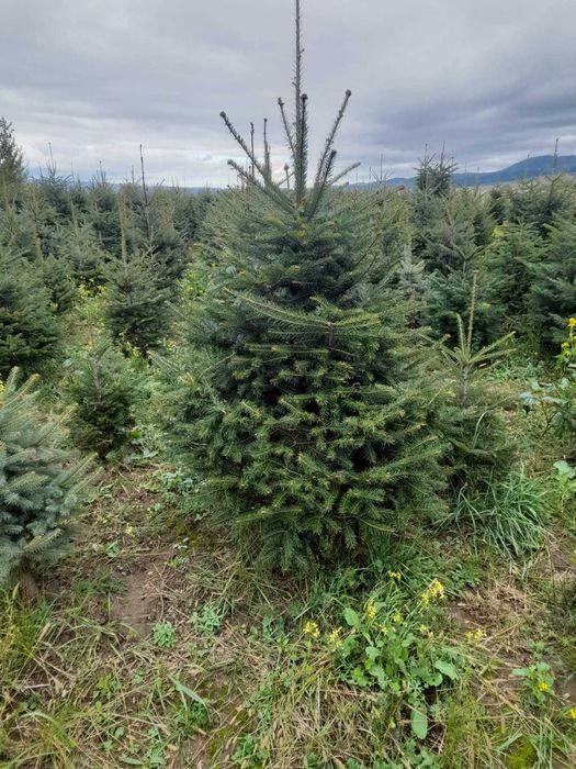 Brazi din pepinieră – tăiați în aceeași zi