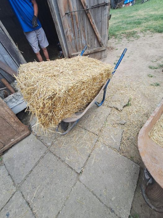 Vând baloți paie grâu