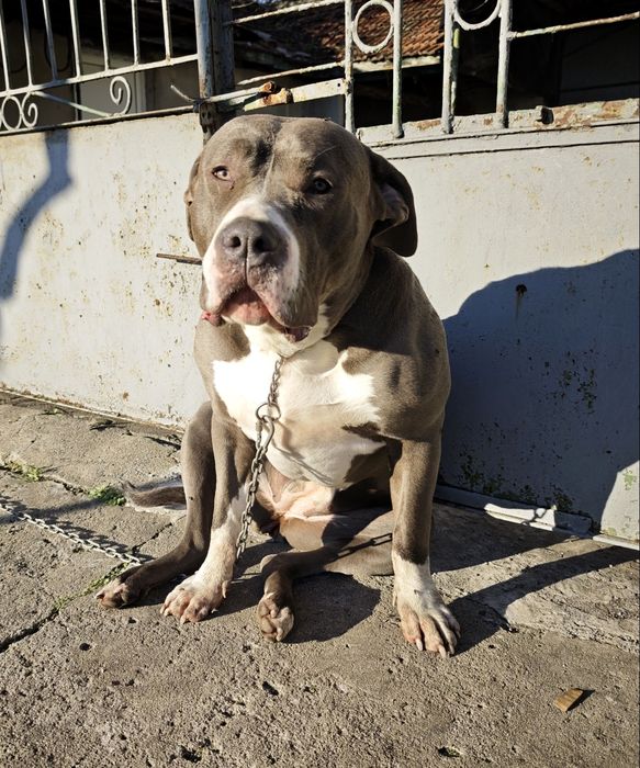 Американскобули XL